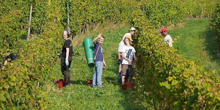 Weingut Engelmann-Schlepper