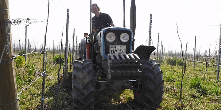 Weingut Engelmann-Schlepper