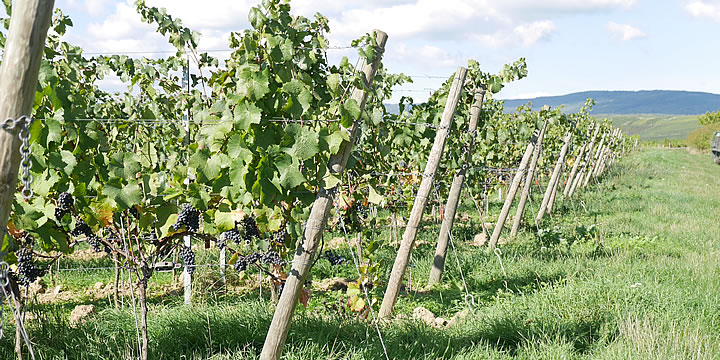 Weingut Engelmann-Schlepper