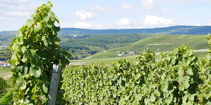 Weinberge