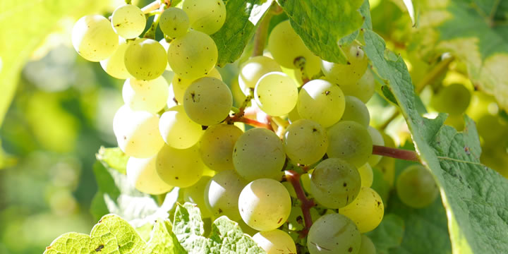 Rieslingtraube am Weinstock