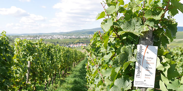 Weinbergsgemarkung von Martinsthal