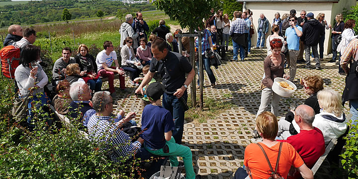 Weinprobe in den Weinbergen