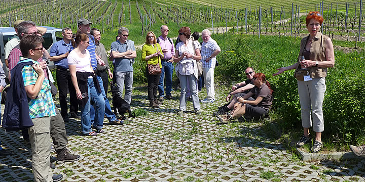 Weinprobe in den Weinbergen