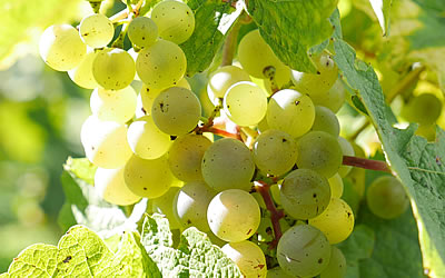 Weinberge in Martinsthal