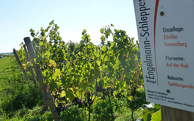 Martinsthaler Weinberge