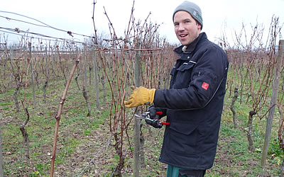 Weinberge im Rheingau